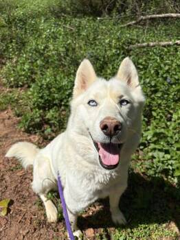 Siberian Husky Dogs Available for Adoption - OPAL | PetCurious