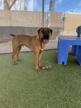 Mastiff Dogs Available for Adoption - Carlos | PetCurious