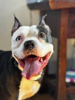 Pit Bull Terrier Dogs Available for Adoption - Squilliam Fancyson | PetCurious