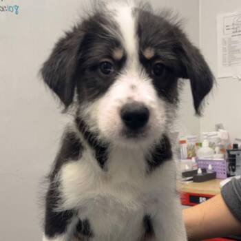 Border Collie and Wire Fox Terrier Dogs Available for Adoption - YORI | PetCurious