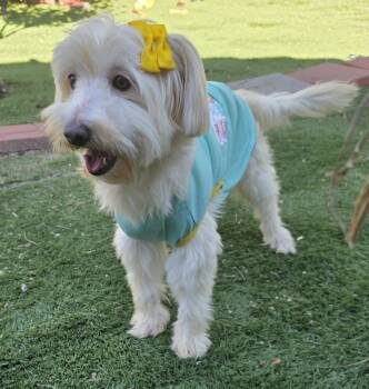 Tessa -  Maltipoo Dog for Adoption in Fallbrook, California - Tessa | PetCurious