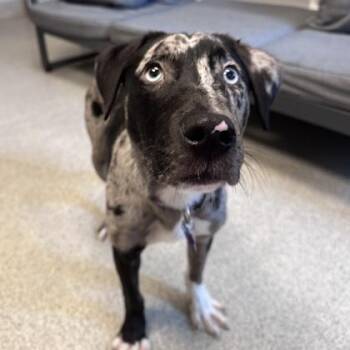 Mixed Breed Dogs Available for Adoption in Lansing, Michigan - Rocky | PetCurious