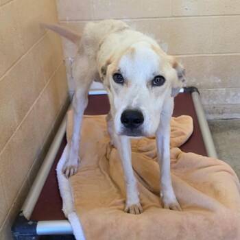 Mixed Breed and Labrador Retriever Dogs Available for Adoption in Corinth, Mississippi - Cracker | PetCurious