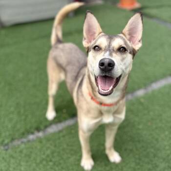 Husky and Shepherd Dogs Available for Adoption in Fullerton, Pennsylvania - Rumi | PetCurious