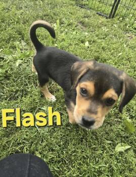 Flash -  Beagle Dog for Adoption in Russiaville, Indiana - Flash | PetCurious