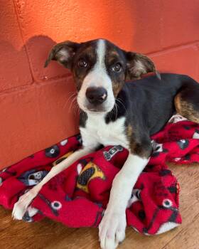 Rescue Coonhound and Labrador Retriever Dogs for Adoption in Pensacola, Florida - Jaco | PetCurious
