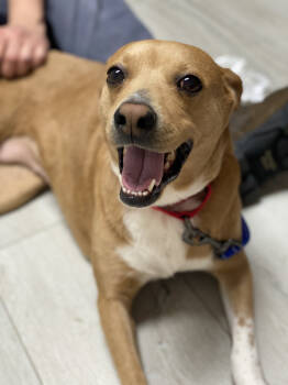 Rescue Labrador Retriever and Dachshund Dogs for Adoption in Greenville, South Carolina - Lacie - PLEASE READ ALL INFORMATION | PetCurious