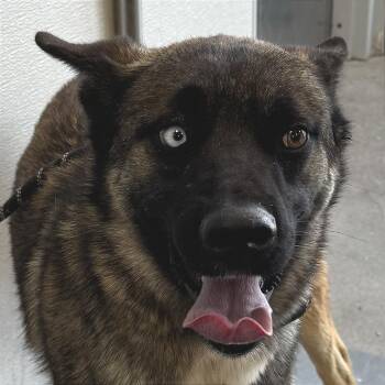 Mixed Breed Dogs Available for Adoption - Toothless | PetCurious