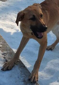 Konrad -  Black Mouth Cur Dog for Adoption in Boston, Massachusetts - Konrad | PetCurious
