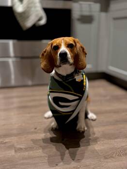 Beagle Dogs Available for Adoption in Kent, Washington - Buddy | PetCurious