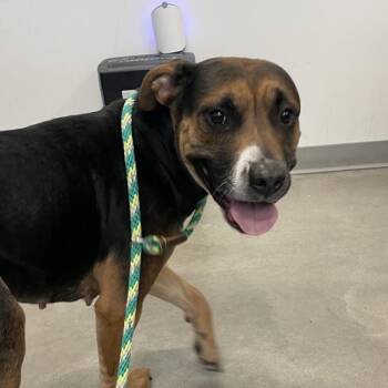 Dontavia -  Terrier Dog for Adoption in Des Moines, Iowa - Dontavia | PetCurious