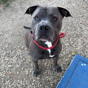 Rescue Pit Bull Terrier Dogs for Adoption in Philadelphia, Pennsylvania - Gaston | PetCurious