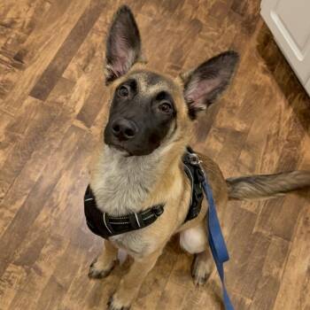 Rescue Belgian Shepherd Malinois Dogs for Adoption in Plainfield, Illinois - Kobe | PetCurious