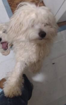 Rescue Chinese Crested Dog Dogs for Adoption in Matthews, North Carolina - Meet Kelly, Petey And MK (short For Mini Kelly) | PetCurious
