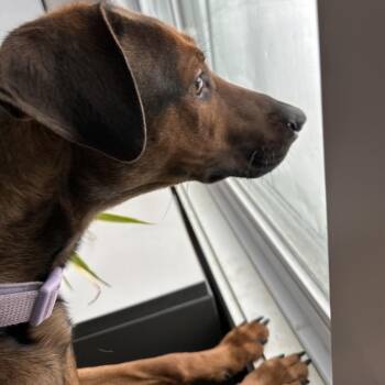 Dakota -  Rhodesian Ridgeback and Shepherd Dog for Adoption in Conway, New Hampshire - Dakota | PetCurious