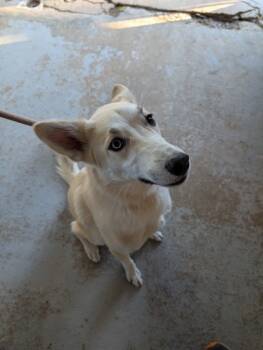 Rescue Mixed Breed Dogs for Adoption in Leander, Texas - Luna | PetCurious