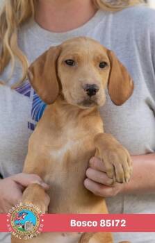 Bosco -  Mixed Breed Dog for Adoption in Mobile, Alabama - Bosco | PetCurious