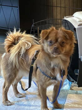 Rescue Pomeranian Dogs for Adoption in Seattle, Washington - Luke | PetCurious