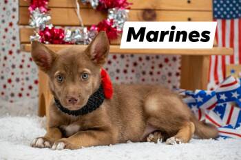 Shepherd and Husky Dogs Available for Adoption in Sevierville, Tennessee - Marines | PetCurious