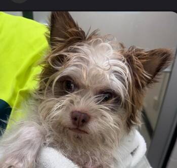 Loki -  Terrier and Shih Tzu Dog for Adoption in Dallas, Texas - Loki | PetCurious