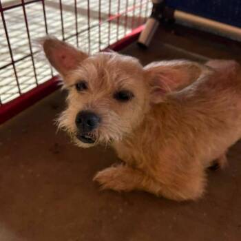 Doris -  Terrier Dog for Adoption in Madill, Oklahoma - Doris | PetCurious