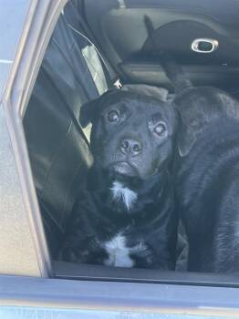 Labrador Retriever Dogs Available for Adoption in Fort Lauderdale, Florida - LOKI | PetCurious