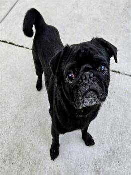 REGGIE -  Pug Dog for Adoption in Camarillo, California - REGGIE | PetCurious