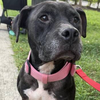 Bella -  Pit Bull Terrier and American Bulldog Dog for Adoption in Richboro, Pennsylvania - Bella | PetCurious
