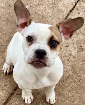 Rescue Pit Bull Terrier and Mixed Breed Dogs for Adoption in Urbandale, Iowa - Rowan | PetCurious