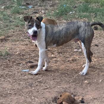 Mixed Breed Dogs Available for Adoption in Powell, Tennessee - Kyle | PetCurious