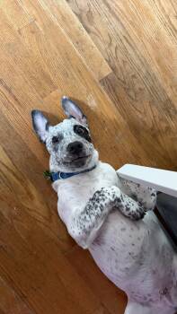 Walrus -  Mixed Breed Dog Available for Adoption in Durham, North Carolina - Walrus | PetCurious