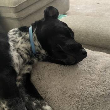 Jilly Bean P46006 -  Australian Cattle Dog Blue Heeler and Mixed Breed Dog for Adoption in Corsicana, Texas - Jilly Bean P46006 | PetCurious