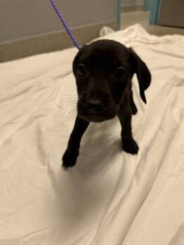 KIT KAT -  Great Dane and Golden Retriever Dog for Adoption in Las Vegas, Nevada - KIT KAT | PetCurious