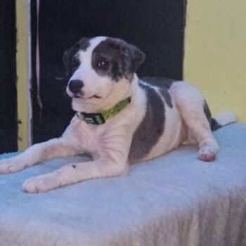 Jake -  Australian Cattle Dog Blue Heeler Dog for Adoption in Brooksville, Kentucky - Jake | PetCurious