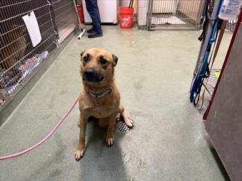 JUNIOR -  German Shepherd Dog Dog for Adoption in Santa Fe, New Mexico - JUNIOR | PetCurious
