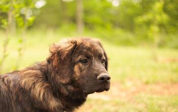 Great Pyrenees and Mixed Breed Dogs Available for Adoption in Gradyville, Kentucky - Baxter- Transport | PetCurious