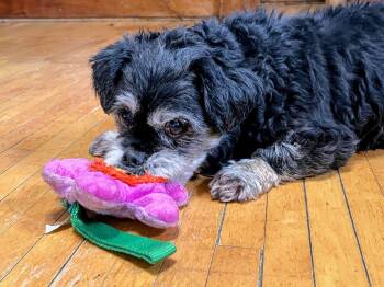 Jack Jack -  Shih Tzu and Lhasa Apso Dog for Adoption in Wedgefield, South Carolina - Jack Jack | PetCurious