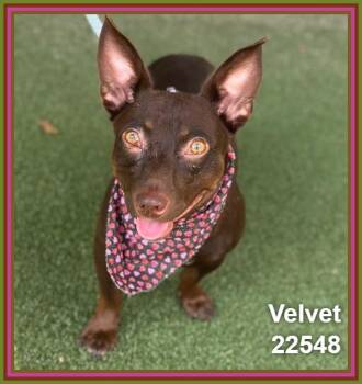VELVET -  Chihuahua and Miniature Pinscher Dog for Adoption in Marietta, Georgia - VELVET | PetCurious