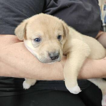 Shepherd Dogs Available for Adoption in Peyton, Colorado - Tahiti (MR26-355) | PetCurious