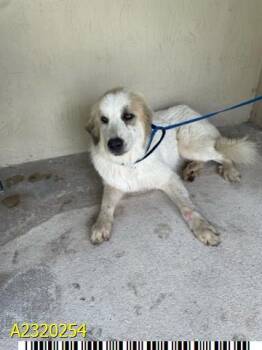 Rescue Mixed Breed Dogs for Adoption in West Palm Beach, Florida - TWILIGHT | PetCurious