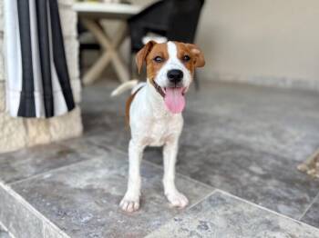 Eddie Everett June -  Pit Bull Terrier and Boxer Dog for Adoption in Friendswood, Texas - Eddie Everett June | PetCurious