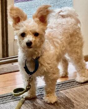 Asti -  Poodle Dog for Adoption in Larkfield-wikiup, California - Asti | PetCurious