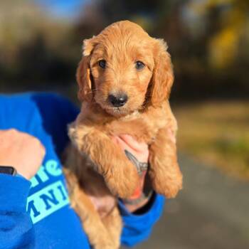 CT Kellan avail Oct 26 (Scarecrow Festival- Somers, CT) -  Poodle and Mixed Breed Dog for Adoption in Eastford, Connecticut - CT Kellan Avail Oct 26 (Scarecrow Festival- Somers, CT) | PetCurious