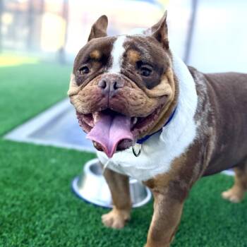English Bulldog Dogs Available for Adoption - Brownie A2264631 | PetCurious