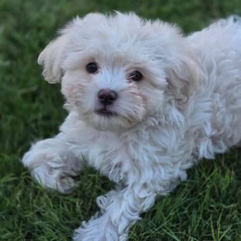 Pizza Pup - Meatball -  Maltese and Poodle Dog for Adoption in San Diego, California - Pizza Pup - Meatball | PetCurious
