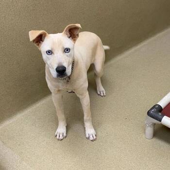 Husky and Pit Bull Terrier Dogs Available for Adoption in Monroe, Georgia - Isis | PetCurious
