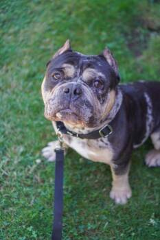 Biff -  American Bully Dog for Adoption in Vancouver, Washington - Biff | PetCurious