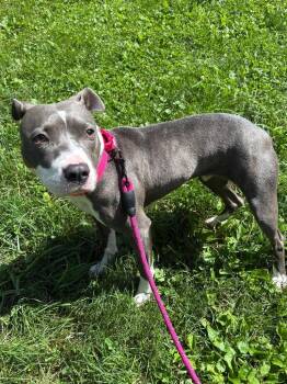 Ruby -  Pit Bull Terrier Dog for Adoption in Bloomington, Indiana - Ruby | PetCurious