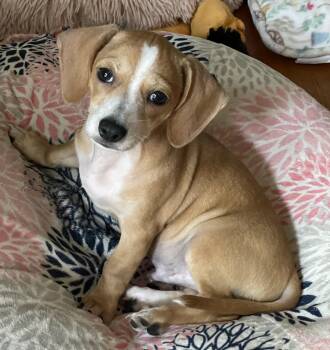 Mocha -  Dachshund and Chihuahua Dog for Adoption in Overland Park, Kansas - Mocha | PetCurious