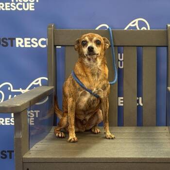 MIKEY -  Terrier and Mixed Breed Dog for Adoption in Waterford, New Jersey - MIKEY | PetCurious